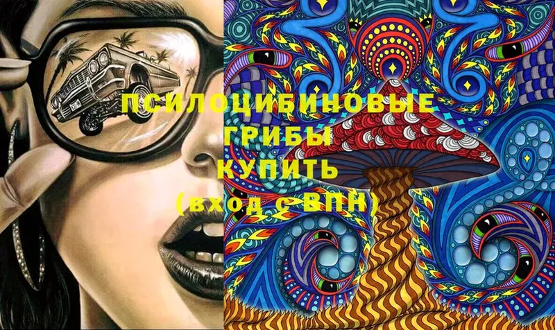 Псилоцибиновые грибы Psilocybe  сайты даркнета как зайти  Алдан 